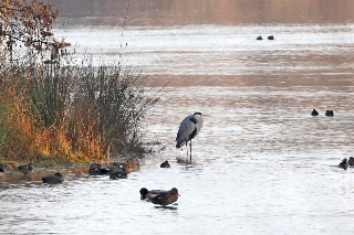 Oasi WWF Lago di Serranella, iniziative per la Giornata Mondiale delle Zone Umide 2026